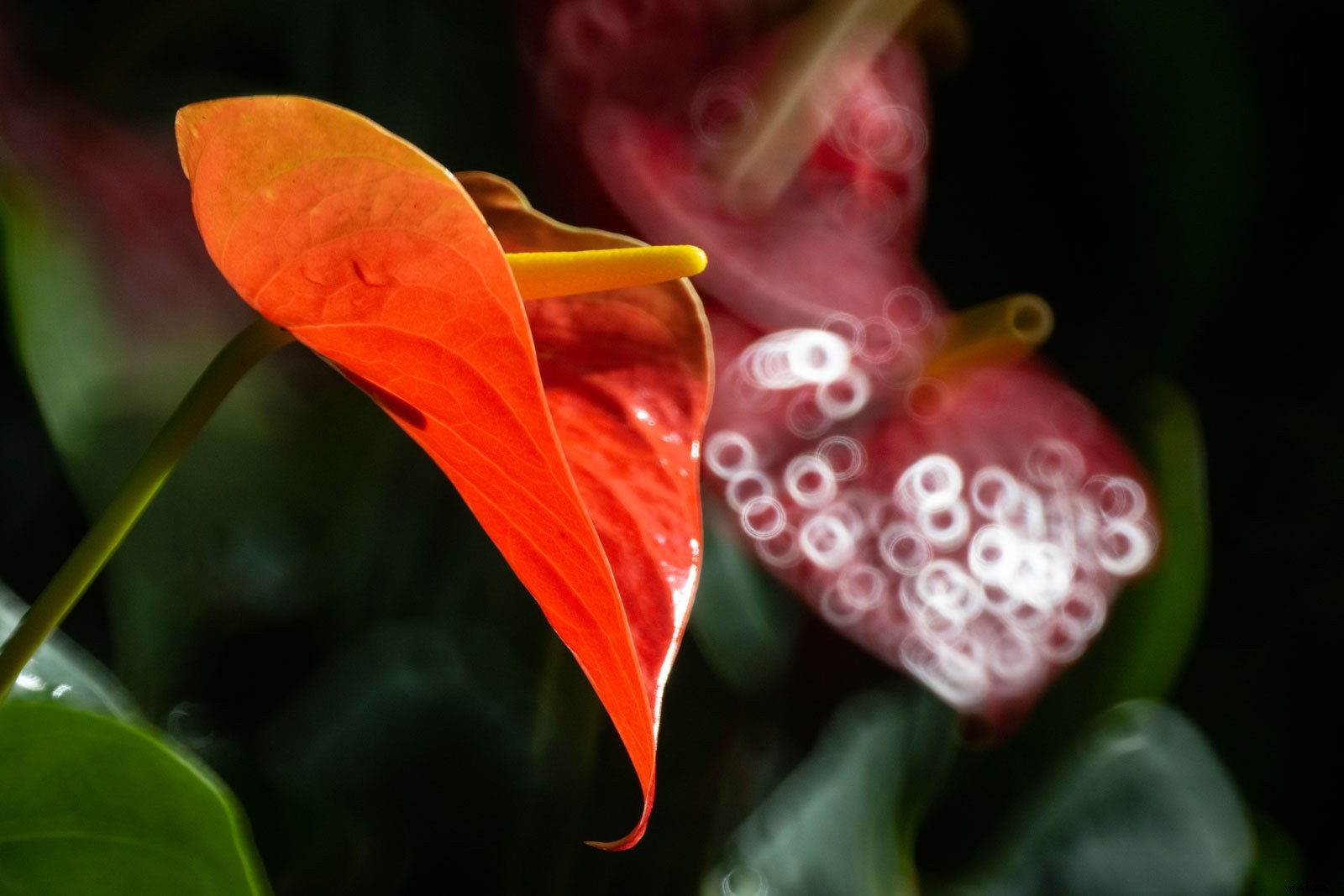 Tokina SZ Super Tele 500mm f/8 Reflex MF Mirror Lens: Coming Soon in Multiple Mounts