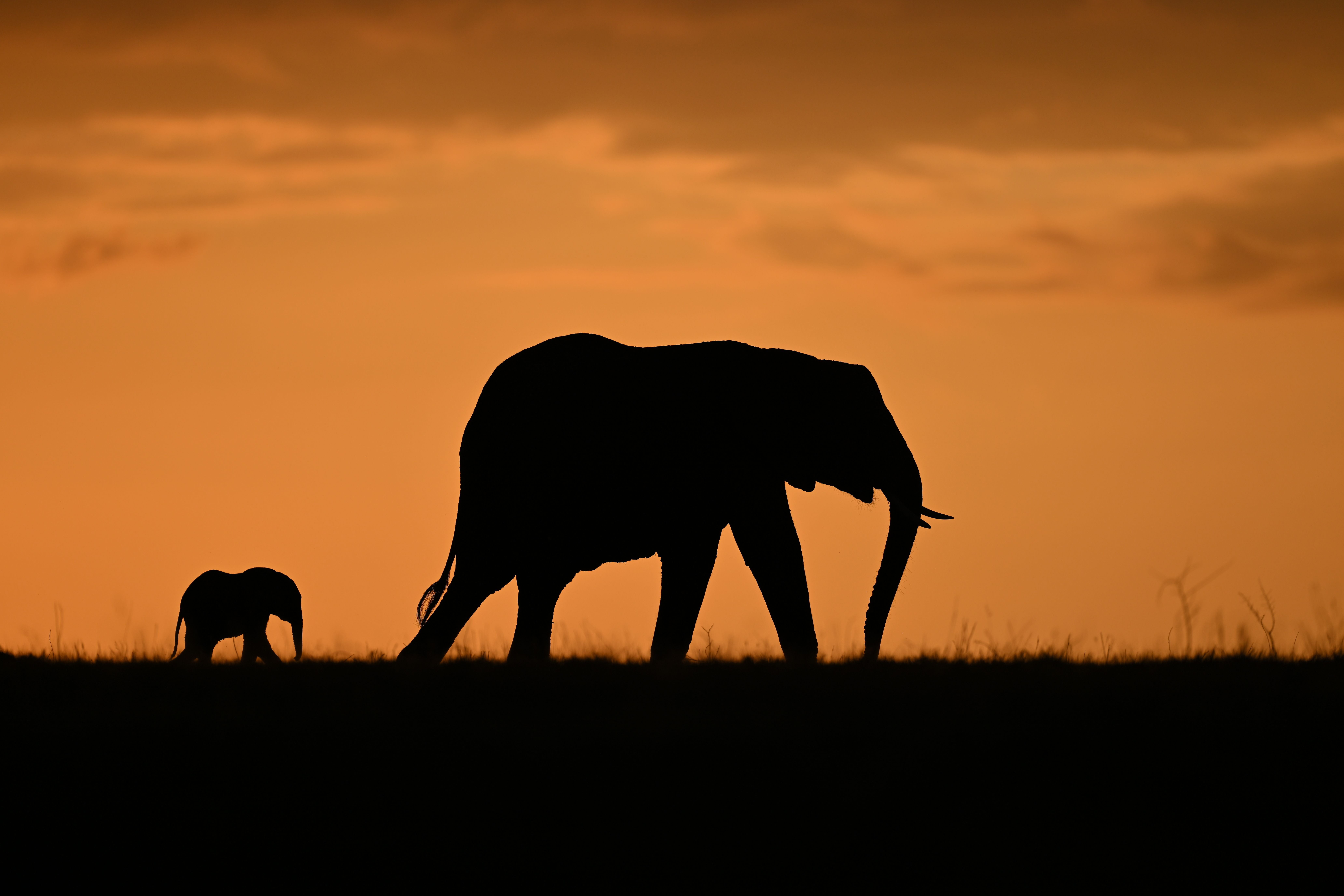 Nikon Nikkor Z 400mm f/2.8 TC VR S: Two Elite Super-Telephoto Lenses in One Compact Package