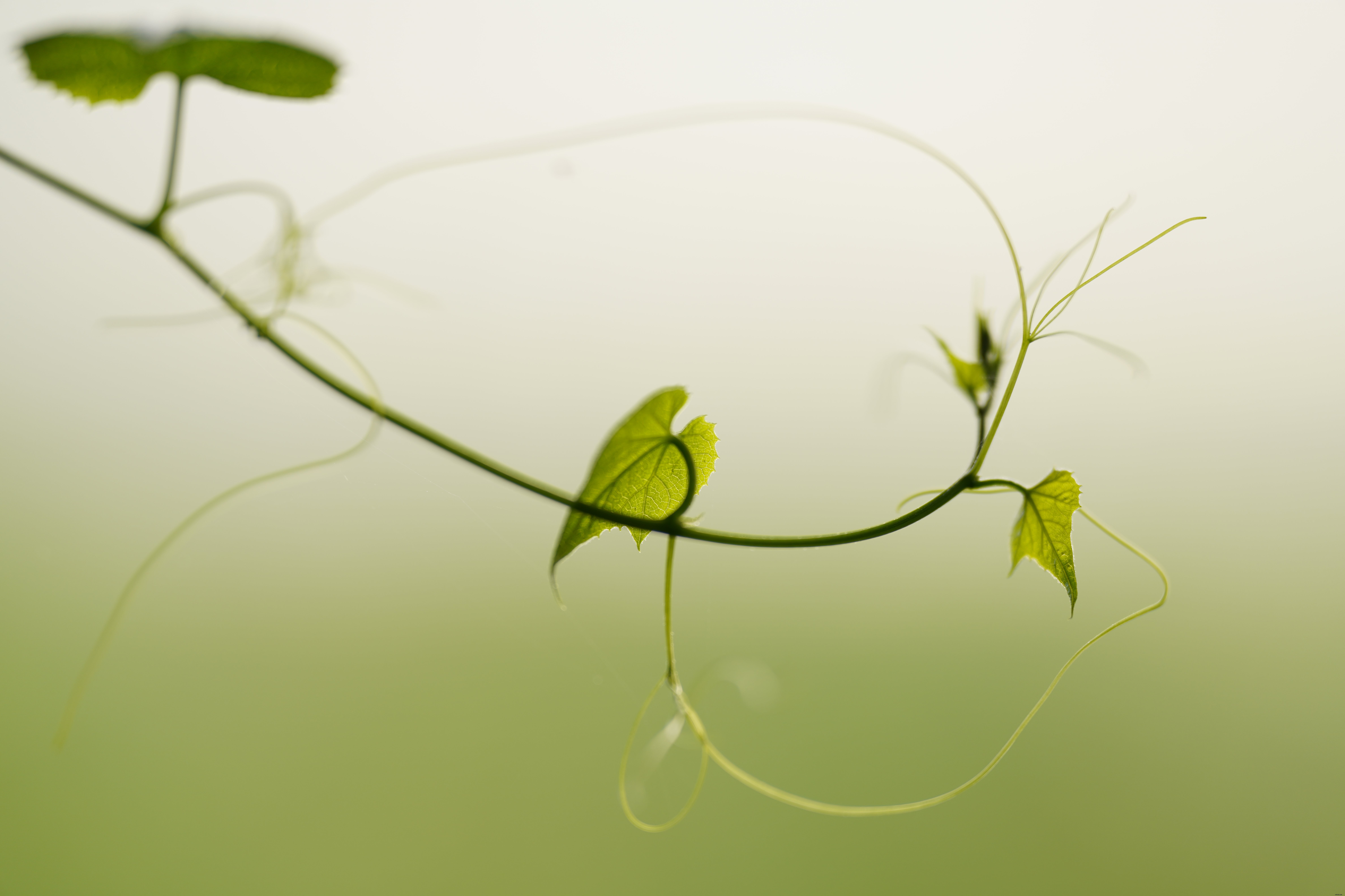 Sony 70-200mm f/2.8 GM OSS II: Faster Autofocus, Sharper Optics, Lighter Design