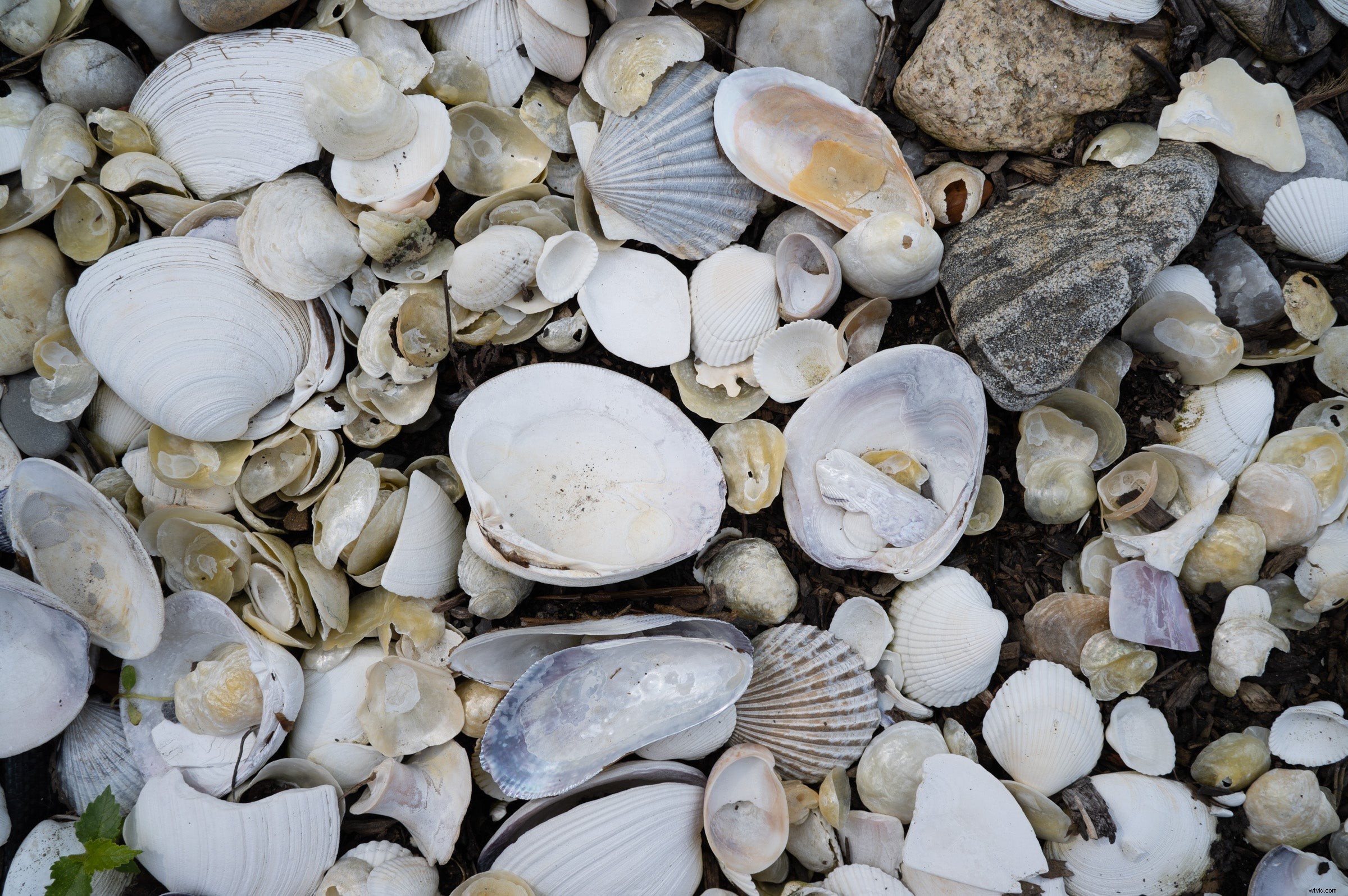 Sigma 35mm f/2 DG DN Prime Lens Review: Compact, Sharp Excellence for Mirrorless