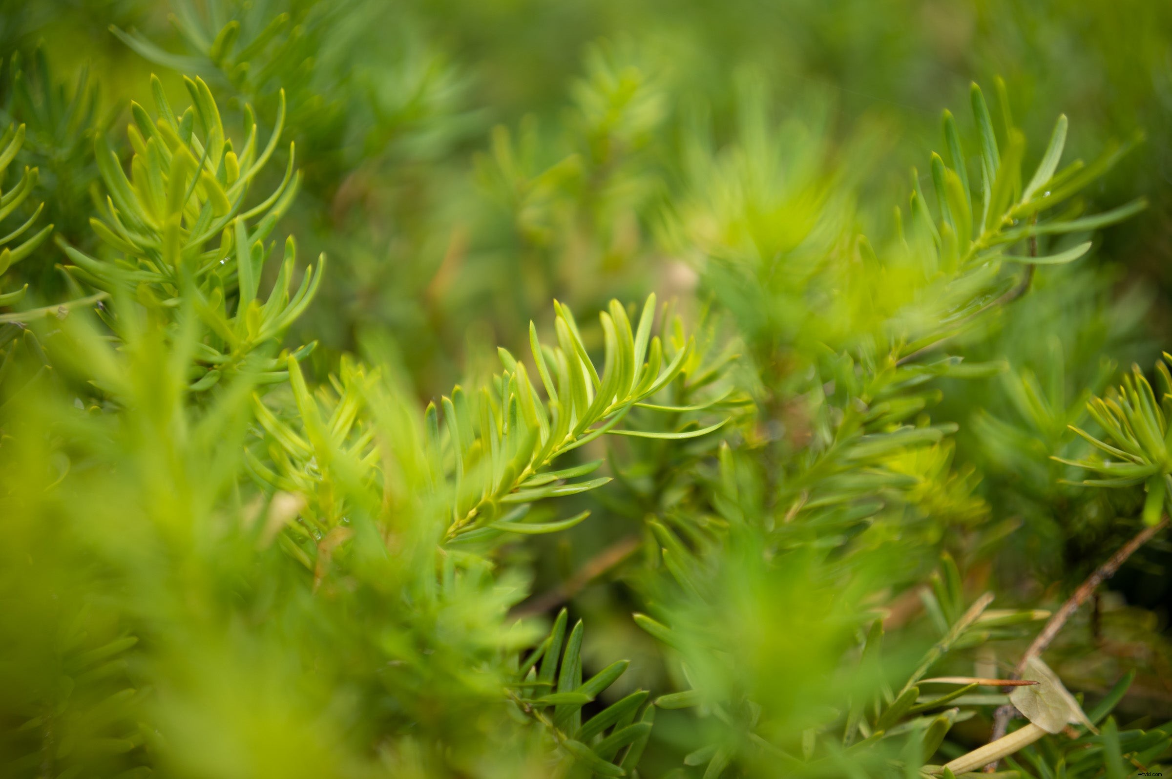 Sigma 35mm f/2 DG DN Prime Lens Review: Compact, Sharp Excellence for Mirrorless