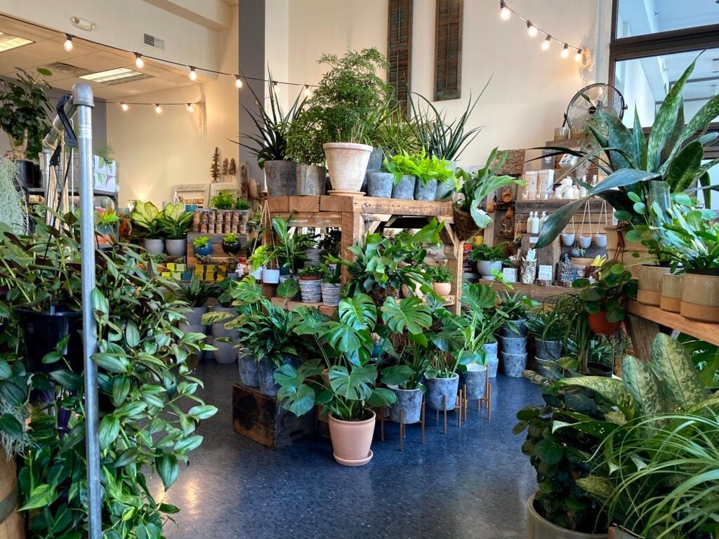 Master iPhone 11 Ultra-Wide Camera: Pro Tips for Stunning Wide-Angle Shots