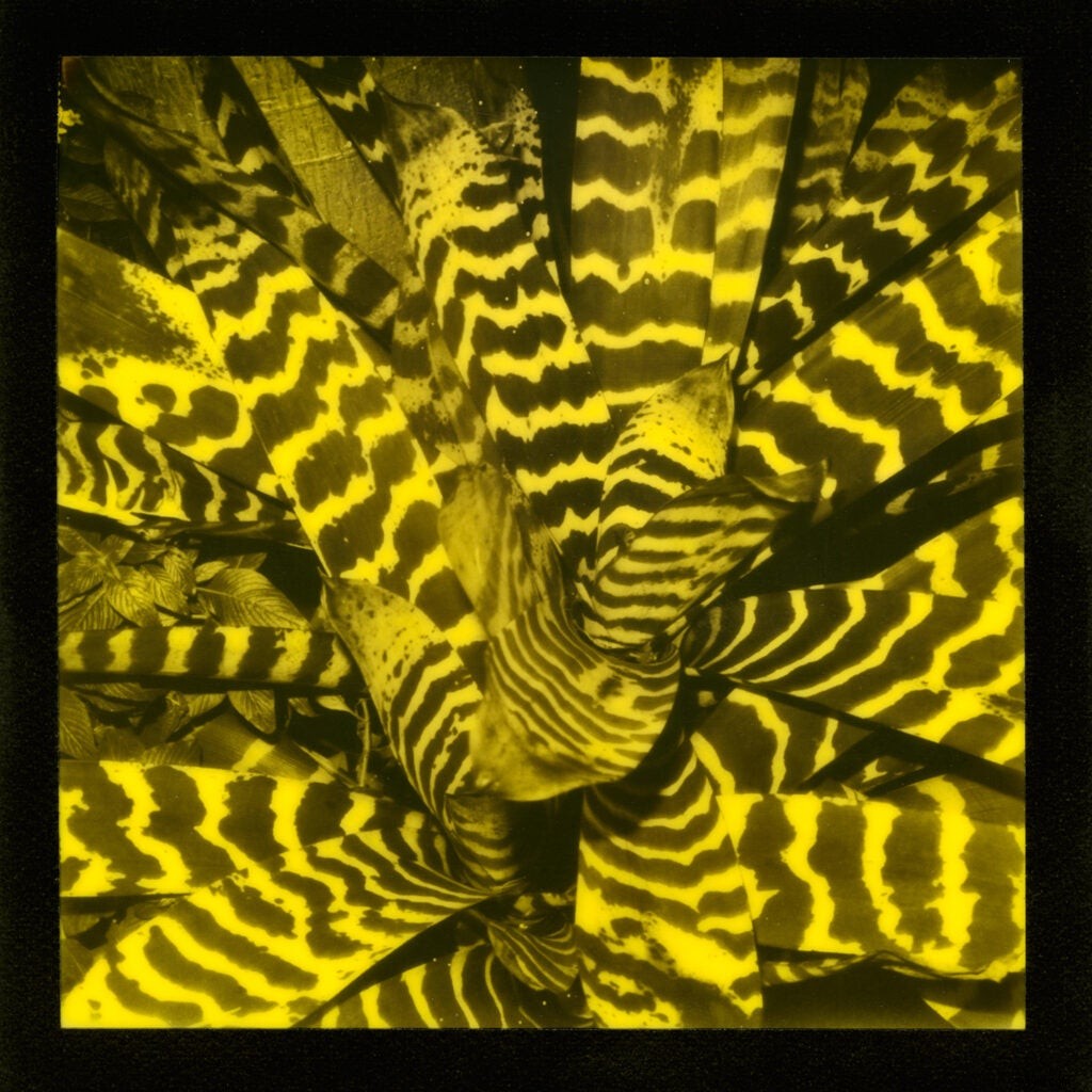 Impossible Project s Third Man Records Edition: Black & Yellow Instant Film Now Available