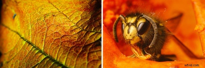 Adaptalux: Portable Mini Lighting Studio for Professional Macro Photography on Kickstarter