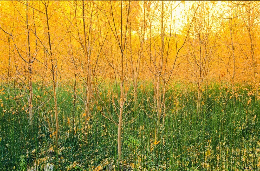 Must-Shoot Film Stocks Before They re Gone Forever