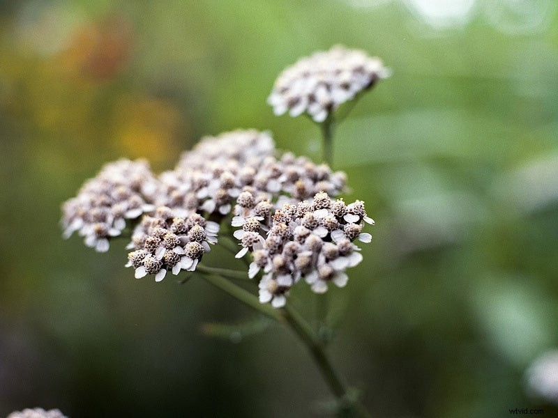 Must-Shoot Film Stocks Before They re Gone Forever