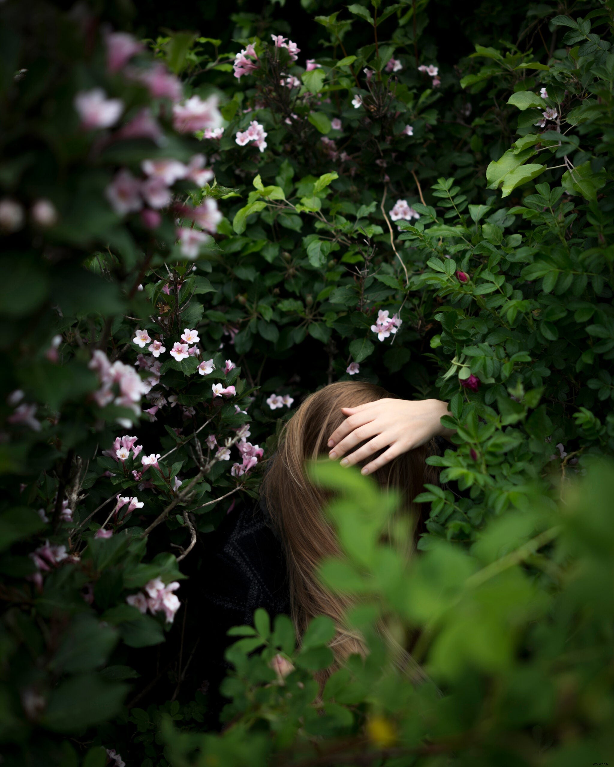 Cig Harvey s  Blue Violet : Capturing Grief Through Vibrant Floral Beauty