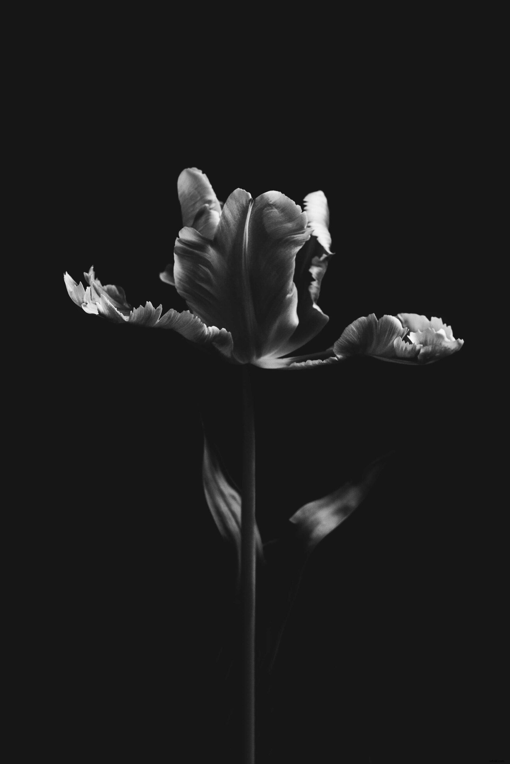 Katie Mitchell: Crafting Dramatic Flower Portraits with Minimalist Setups