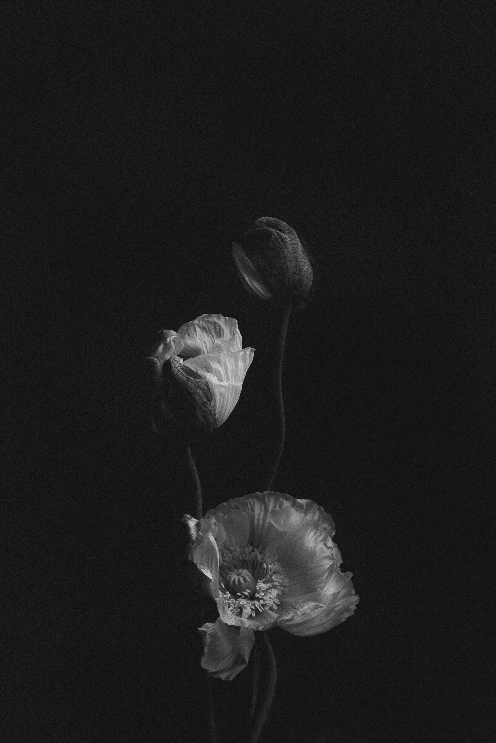 Katie Mitchell: Crafting Dramatic Flower Portraits with Minimalist Setups