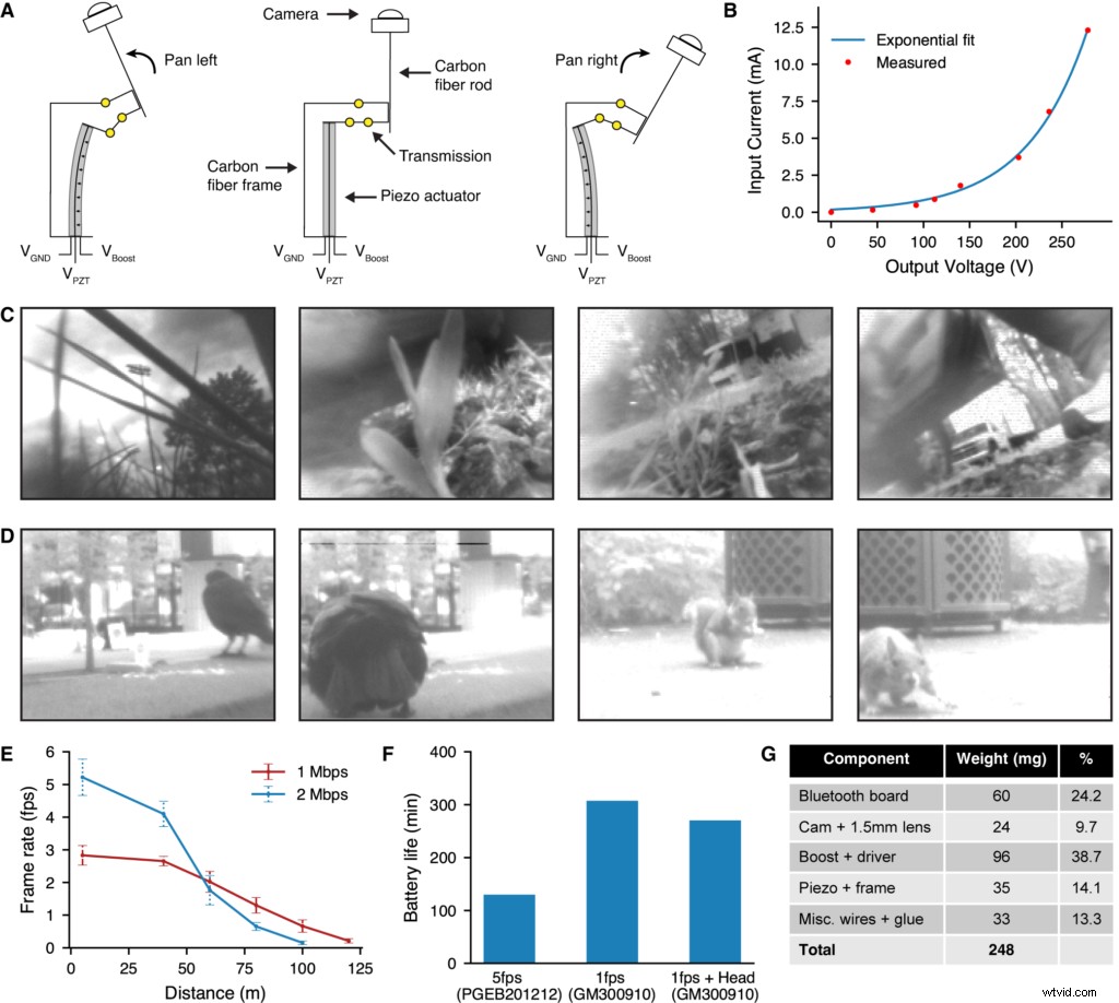 Scientists Equip Beetles with Tiny Cameras for Stunning Bug s-Eye World Views