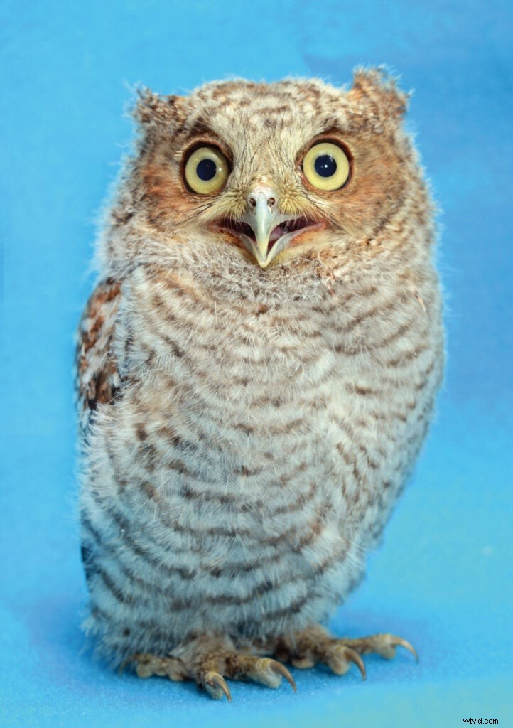 Traer Scott s Heartwarming Photos of Orphaned Wild Baby Animals