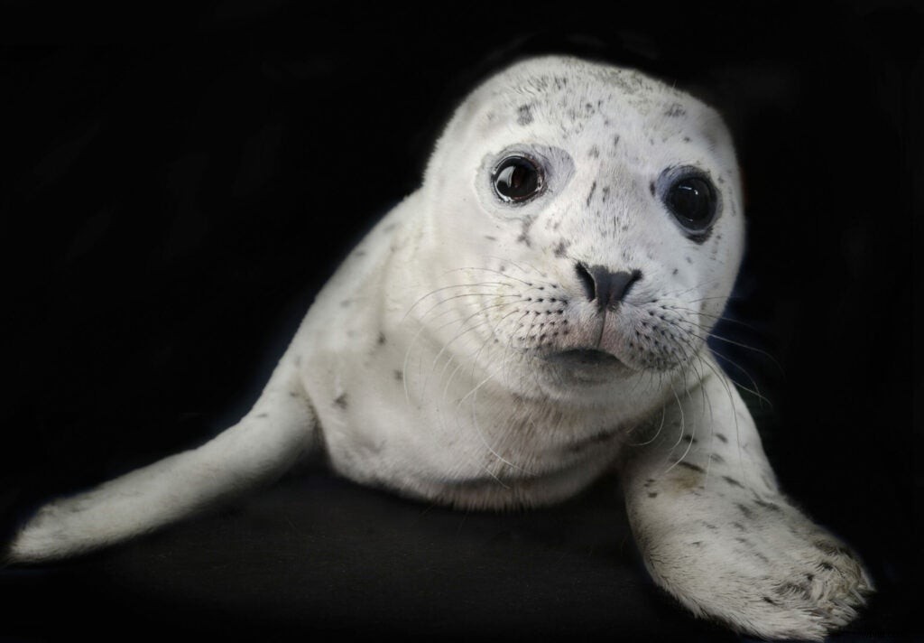 Traer Scott s Heartwarming Photos of Orphaned Wild Baby Animals