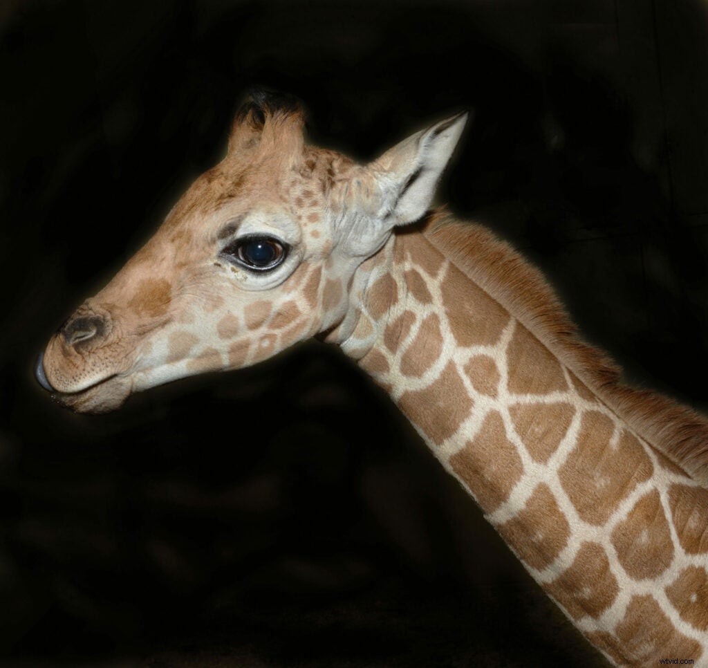 Traer Scott s Heartwarming Photos of Orphaned Wild Baby Animals