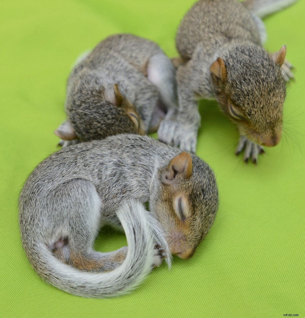 Traer Scott s Heartwarming Photos of Orphaned Wild Baby Animals