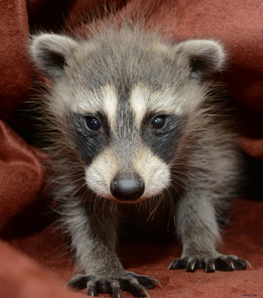 Traer Scott s Heartwarming Photos of Orphaned Wild Baby Animals