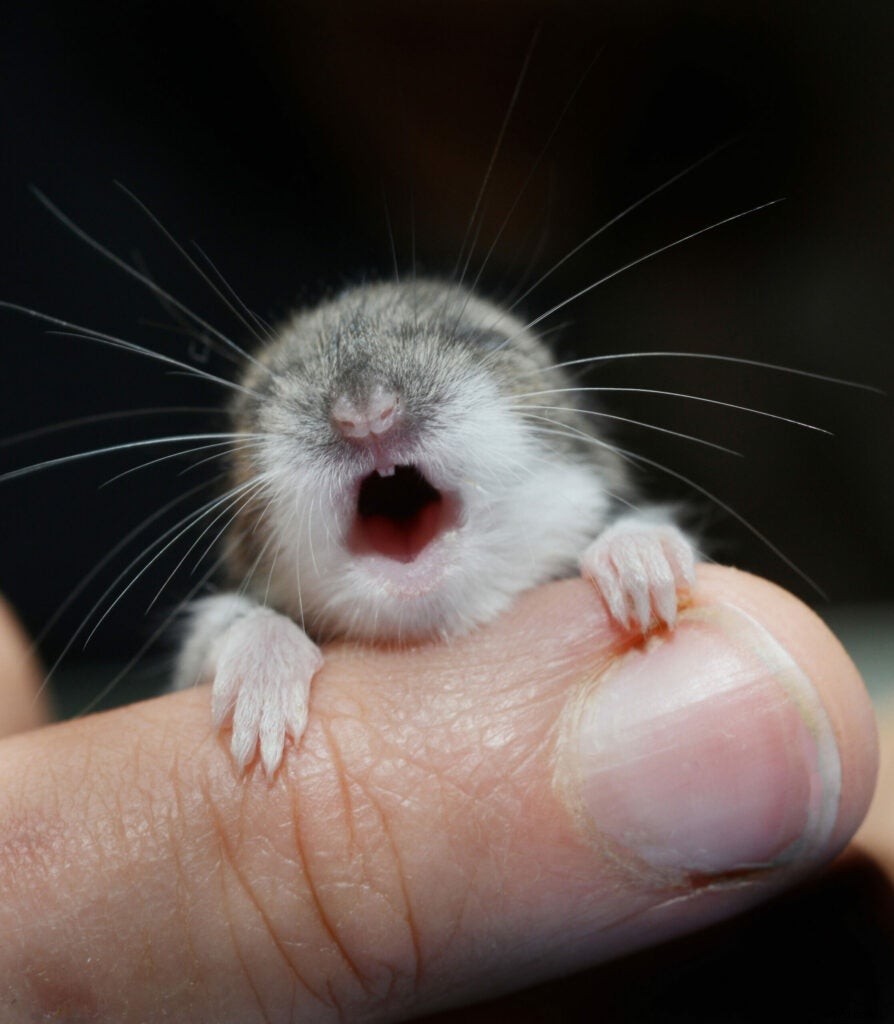 Traer Scott s Heartwarming Photos of Orphaned Wild Baby Animals