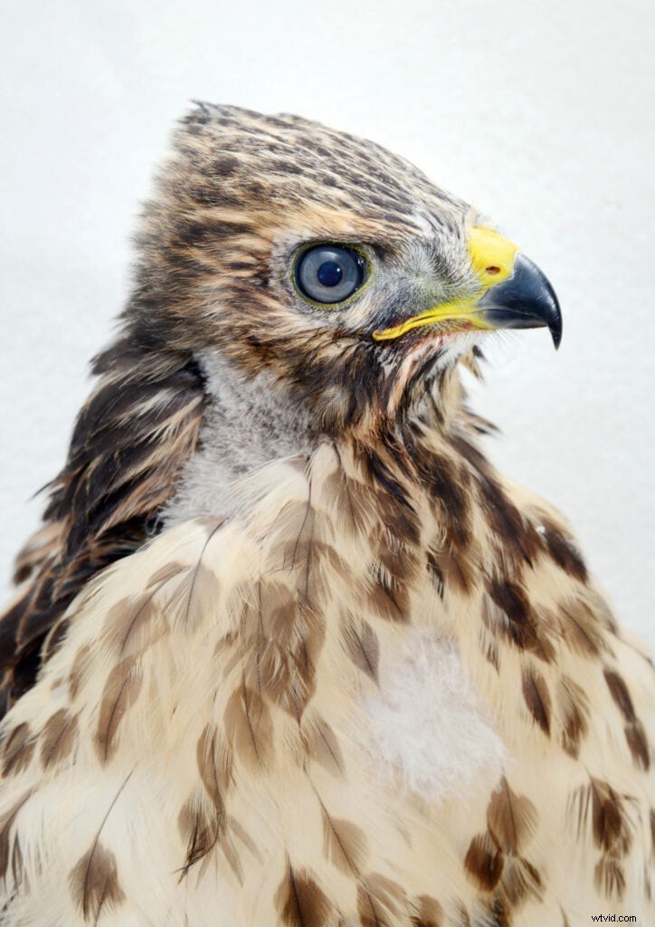 Traer Scott s Heartwarming Photos of Orphaned Wild Baby Animals