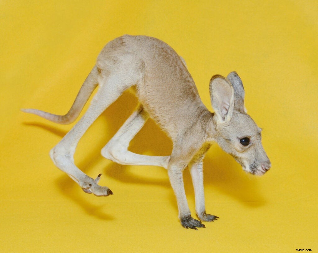 Traer Scott s Heartwarming Photos of Orphaned Wild Baby Animals