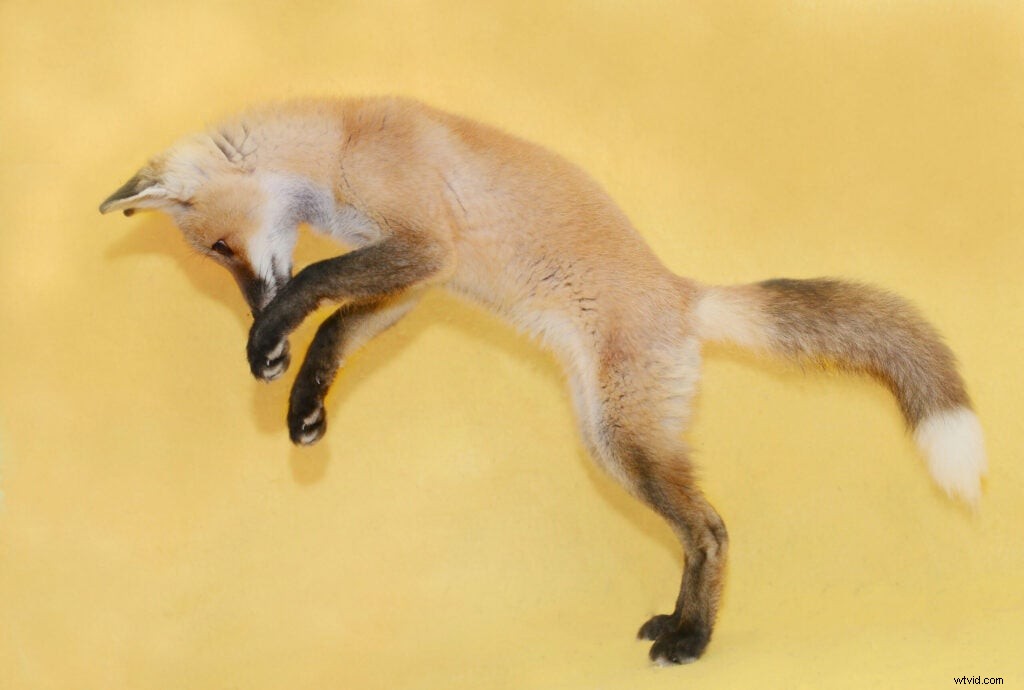 Traer Scott s Heartwarming Photos of Orphaned Wild Baby Animals