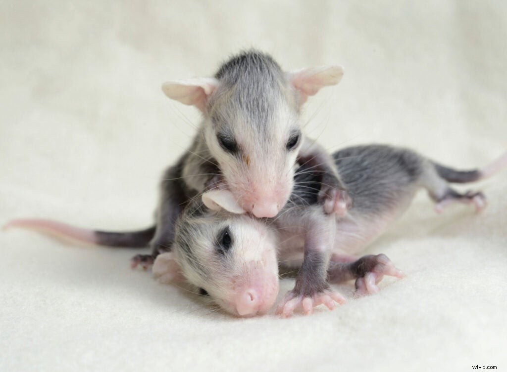 Traer Scott s Heartwarming Photos of Orphaned Wild Baby Animals