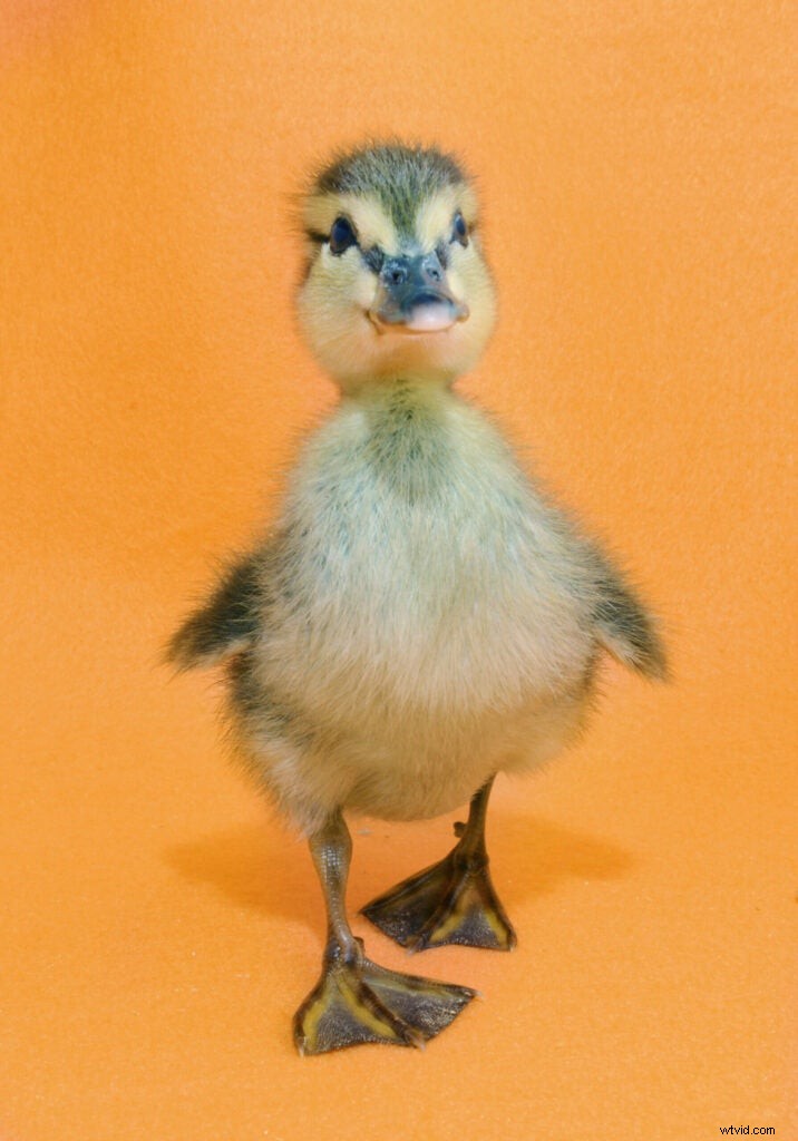 Traer Scott s Heartwarming Photos of Orphaned Wild Baby Animals