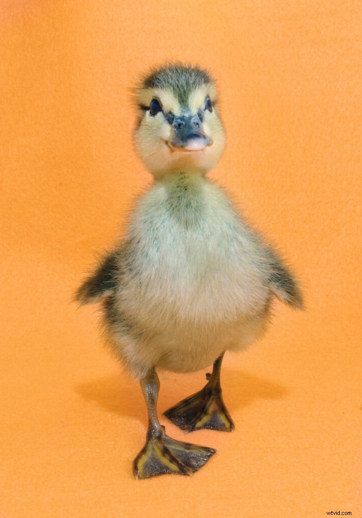 Traer Scott s Heartwarming Photos of Orphaned Wild Baby Animals