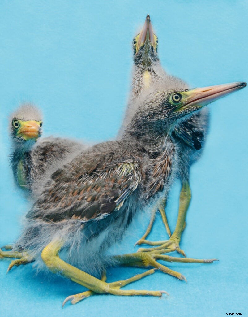 Traer Scott s Heartwarming Photos of Orphaned Wild Baby Animals