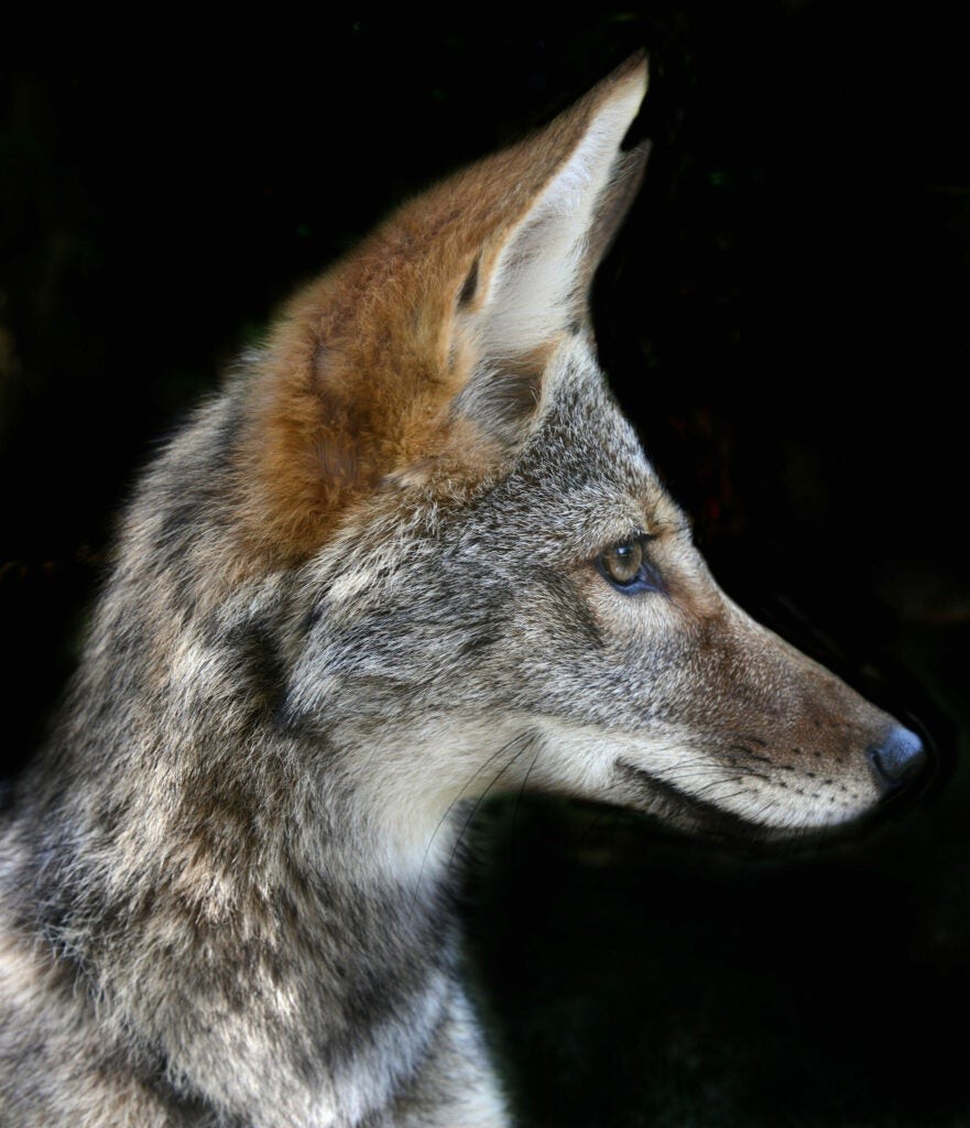Traer Scott s Heartwarming Photos of Orphaned Wild Baby Animals