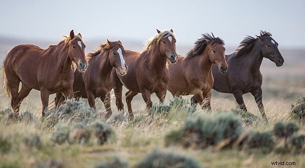 Carol Walker s Expert Tips for Capturing Stunning Horse Photographs