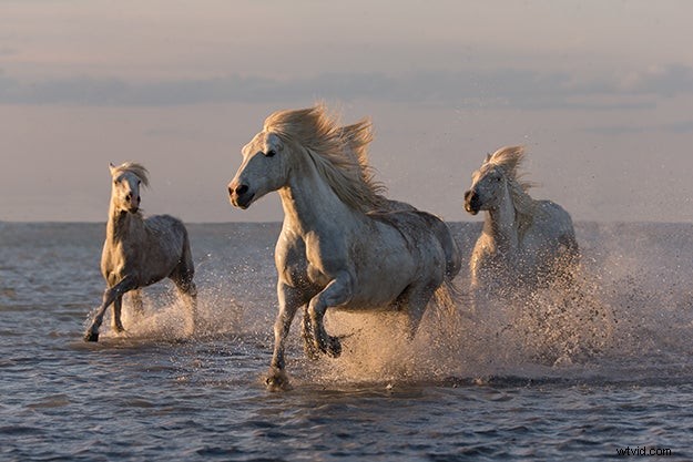Carol Walker s Expert Tips for Capturing Stunning Horse Photographs