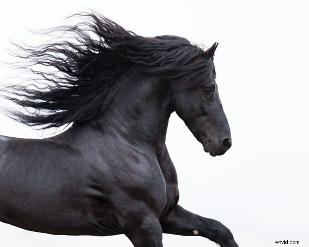 Carol Walker s Expert Tips for Capturing Stunning Horse Photographs