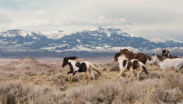 Carol Walker s Expert Tips for Capturing Stunning Horse Photographs