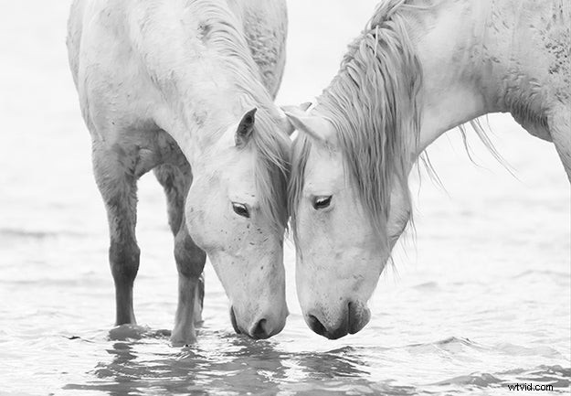 Carol Walker s Expert Tips for Capturing Stunning Horse Photographs
