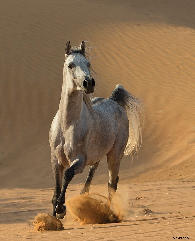 Carol Walker s Expert Tips for Capturing Stunning Horse Photographs
