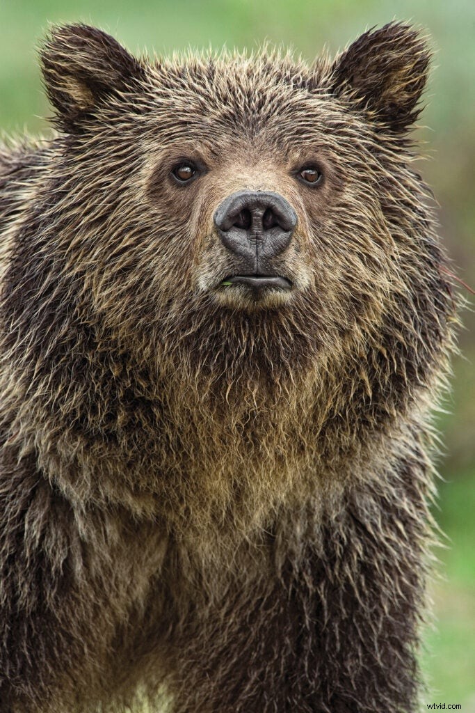 Safe Grizzly Bear Photography: Expert Tips from Wildlife Pro Tom Mangelsen