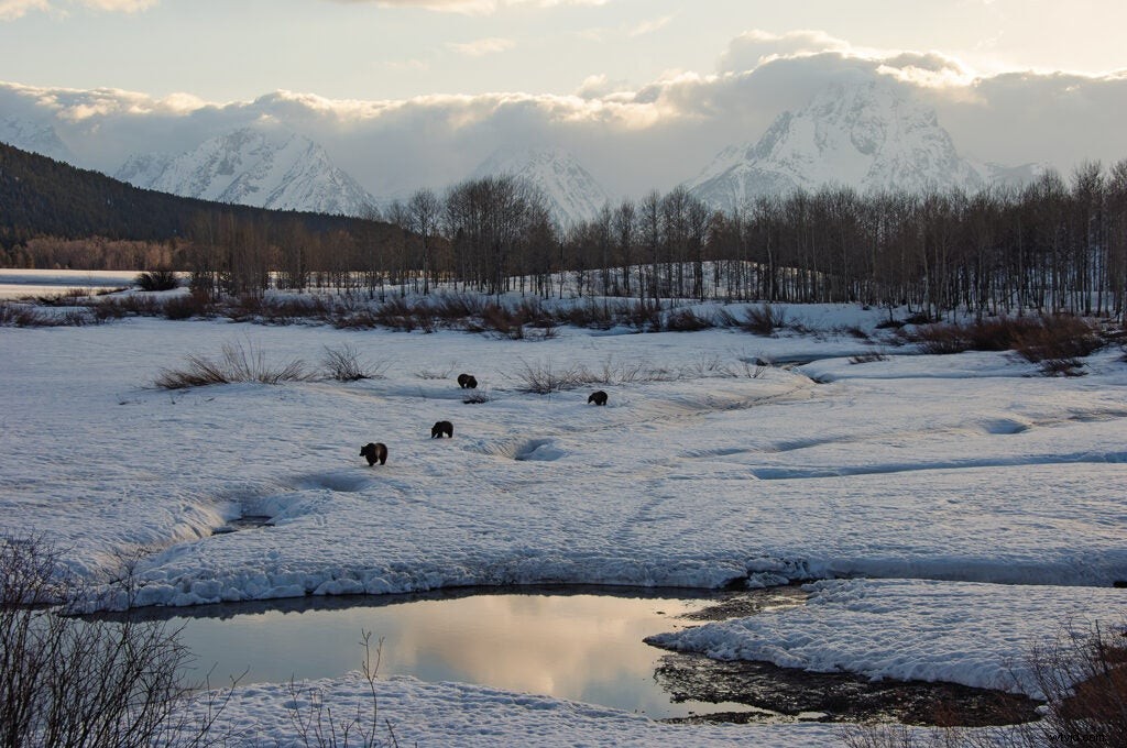 Safe Grizzly Bear Photography: Expert Tips from Wildlife Pro Tom Mangelsen
