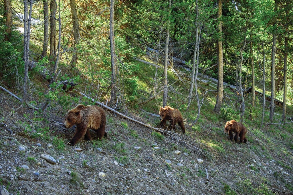 Safe Grizzly Bear Photography: Expert Tips from Wildlife Pro Tom Mangelsen