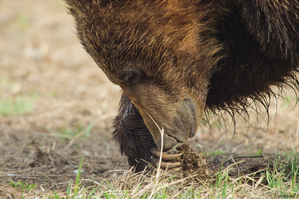 Safe Grizzly Bear Photography: Expert Tips from Wildlife Pro Tom Mangelsen