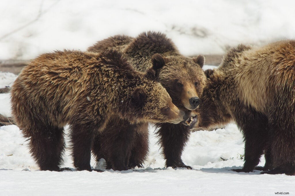 Safe Grizzly Bear Photography: Expert Tips from Wildlife Pro Tom Mangelsen