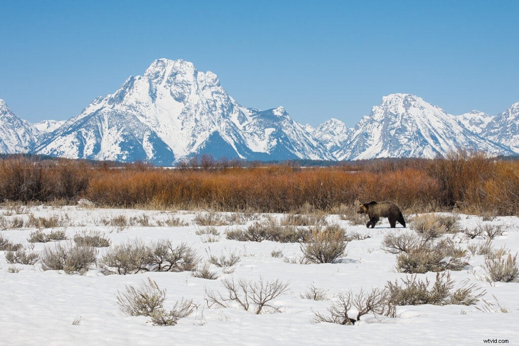 Safe Grizzly Bear Photography: Expert Tips from Wildlife Pro Tom Mangelsen