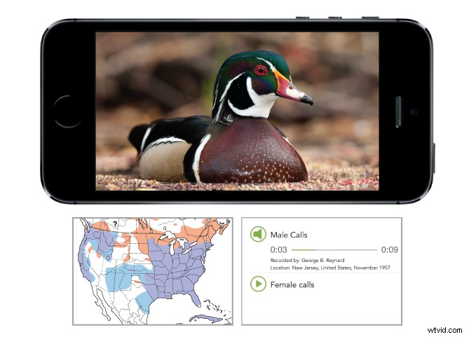 Merlin Bird Photo ID: Instantly Identify Bird Species from Your Photos