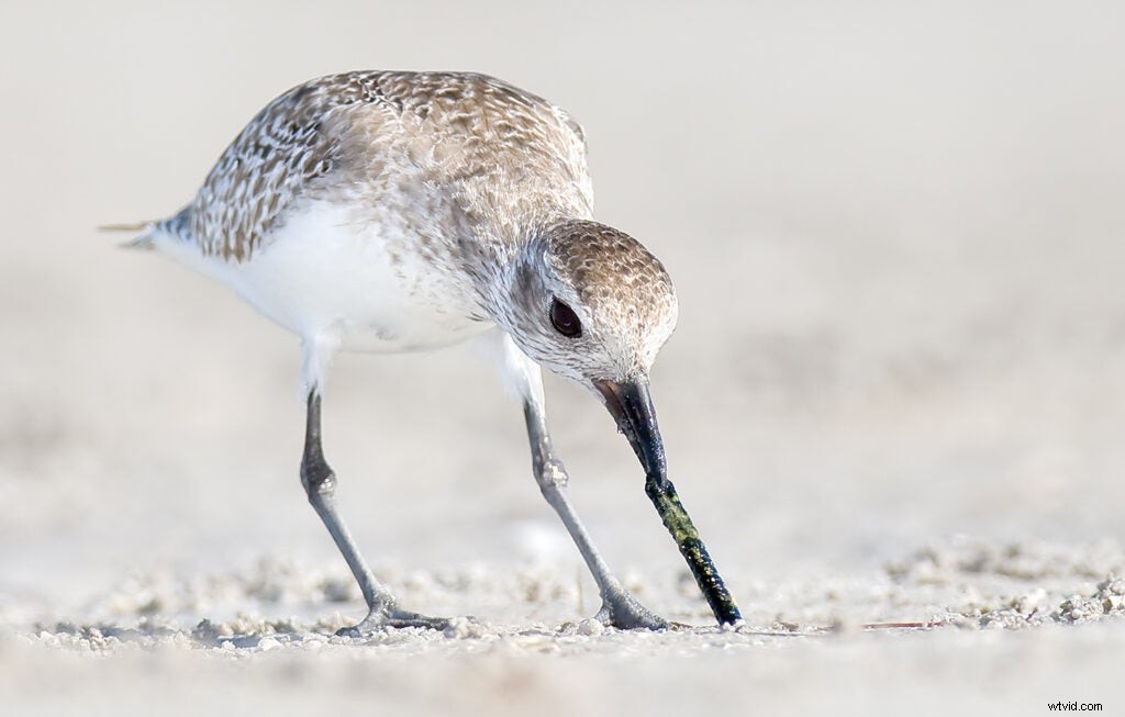 Master Bird Photography: Expert Tips for Stunning Wildlife Shots