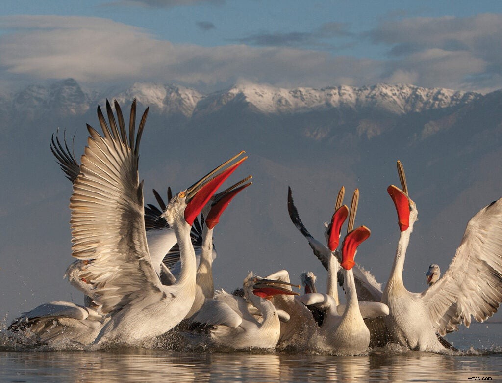 Master Bird Photography: Expert Tips for Stunning Wildlife Shots