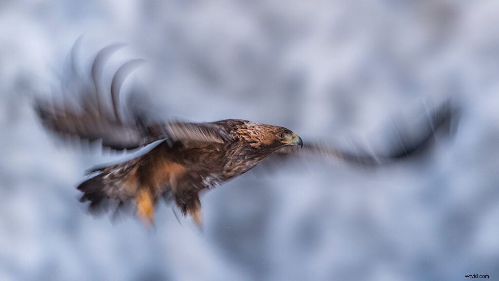 Master Bird Photography: Expert Tips for Stunning Wildlife Shots