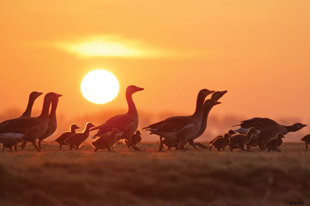 Master Bird Photography: Expert Tips for Stunning Wildlife Shots