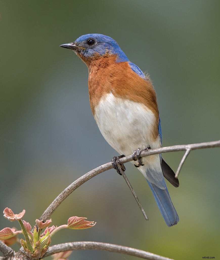Master Bird Photography: Expert Tips for Stunning Wildlife Shots