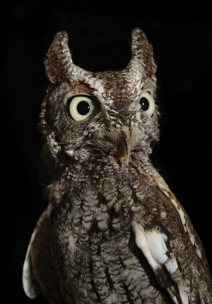 Traer Scott s Creatures of the Night: Stunning Nocturnal Wildlife Photography