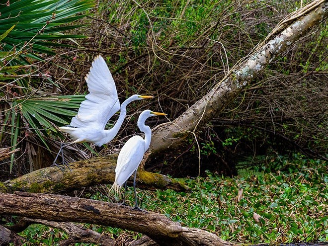 Mentor Series: Best of Louisiana 2017 Photo Gallery