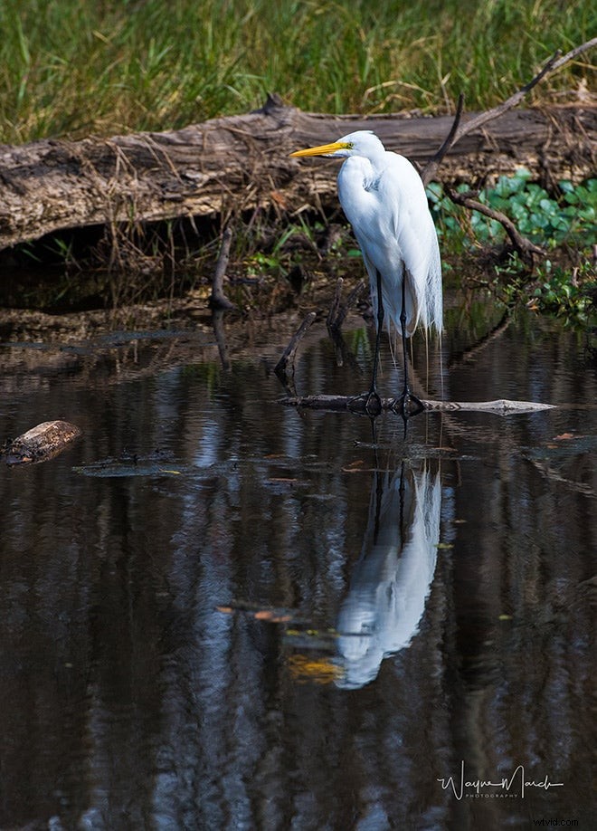 Mentor Series: Best of Louisiana 2017 Photo Gallery