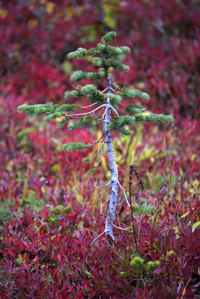 Mentor Series: Seeing the Trees Amid the Forest – Mount Rainier Insights